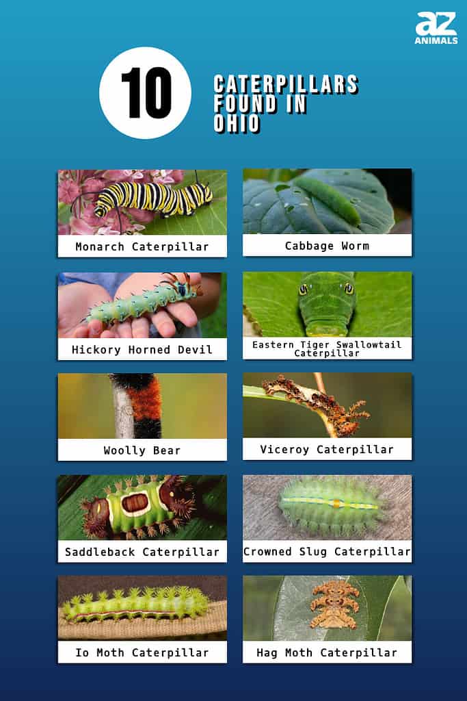 10 Caterpillars Found in Ohio (4 Are Poisonous) - A-Z Animals