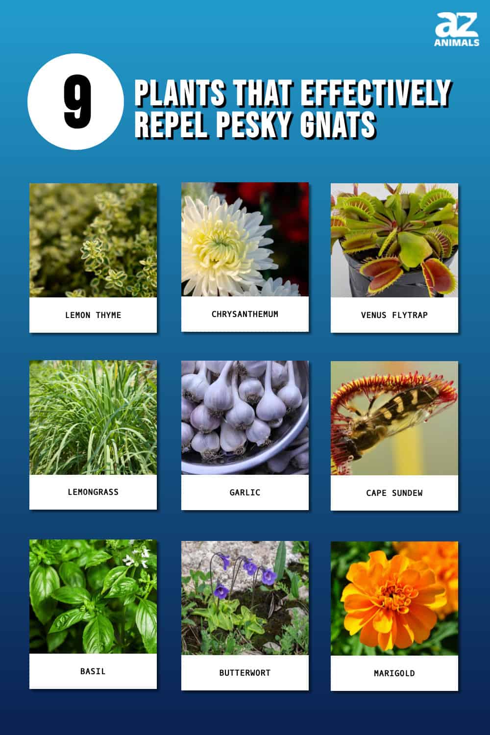 9 Plants That Effectively Repel Pesky Gnats - A-Z Animals