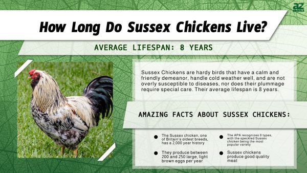 Sussex Chicken Lifespan: How Long Do Sussex Chickens Live? - A-Z Animals