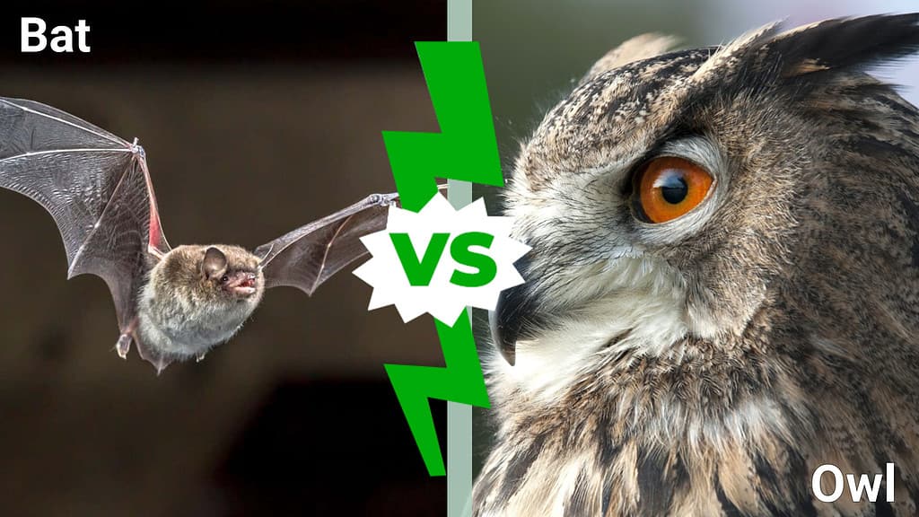 bat versus owl versus photo. The bat is on the left and the owl is on the right.