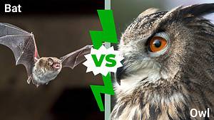 Owl vs Bat: Which Flying Creature Would Win a Fight? Picture