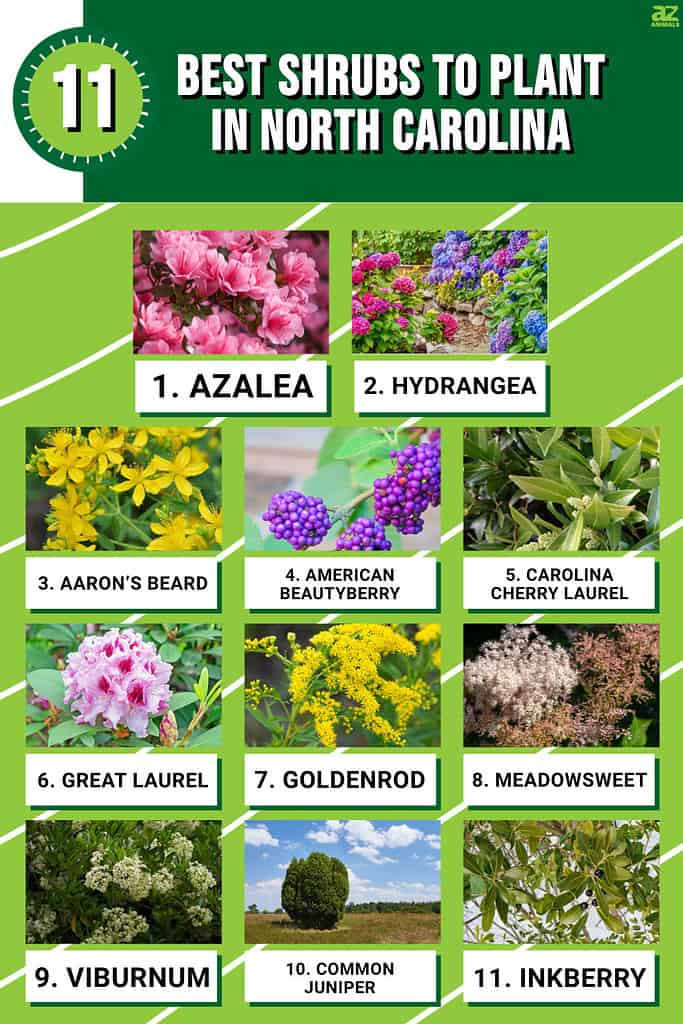 11 Best Shrubs to Plant in North Carolina