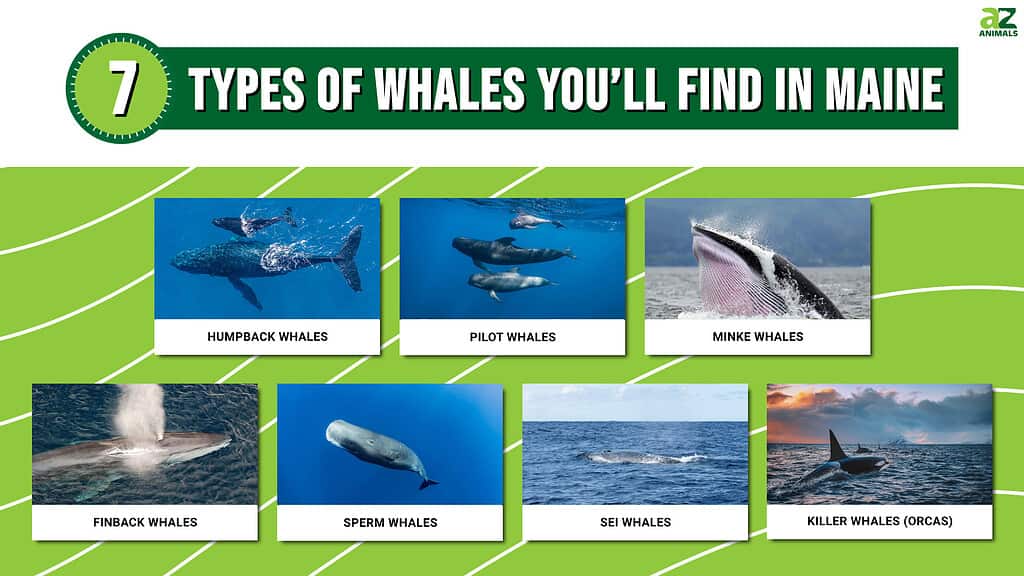 7 Types of Whales You'll Find in Maine