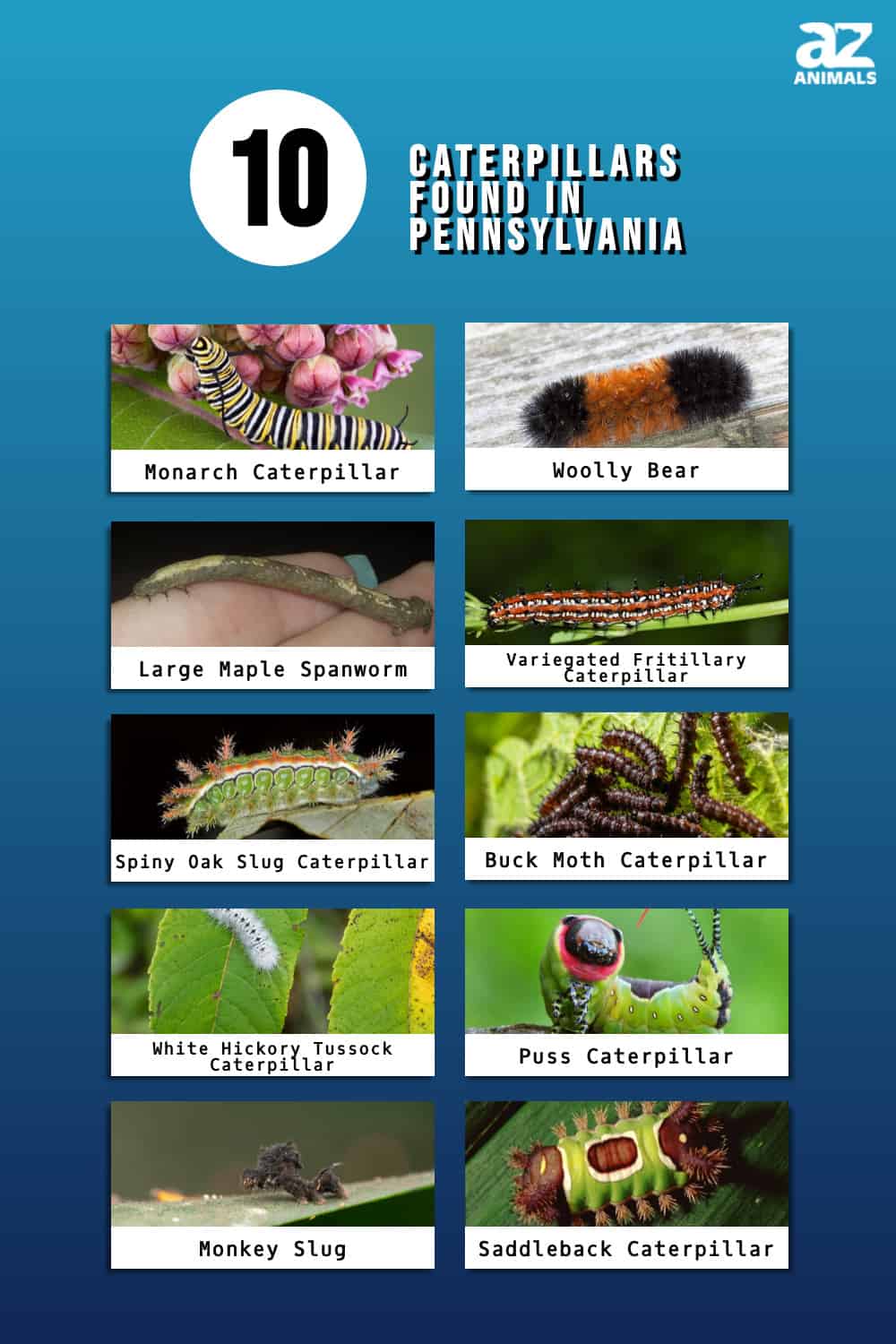 10 Caterpillars Found in Pennsylvania (6 Are Poisonous) - A-Z Animals