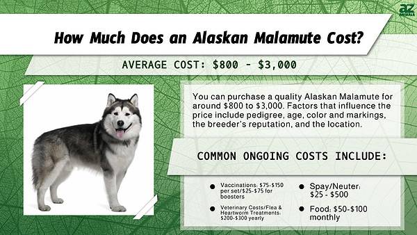 Alaskan Malamute Prices 2024: Purchase Cost, Vet Bills, and More! - A-Z ...