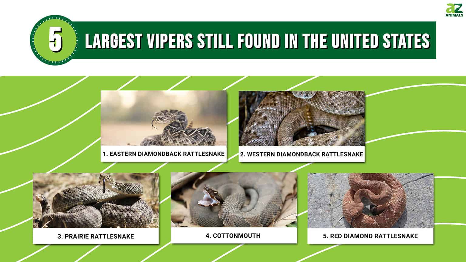 Discover the 5 Largest Vipers Still Found in the United States - A-Z ...