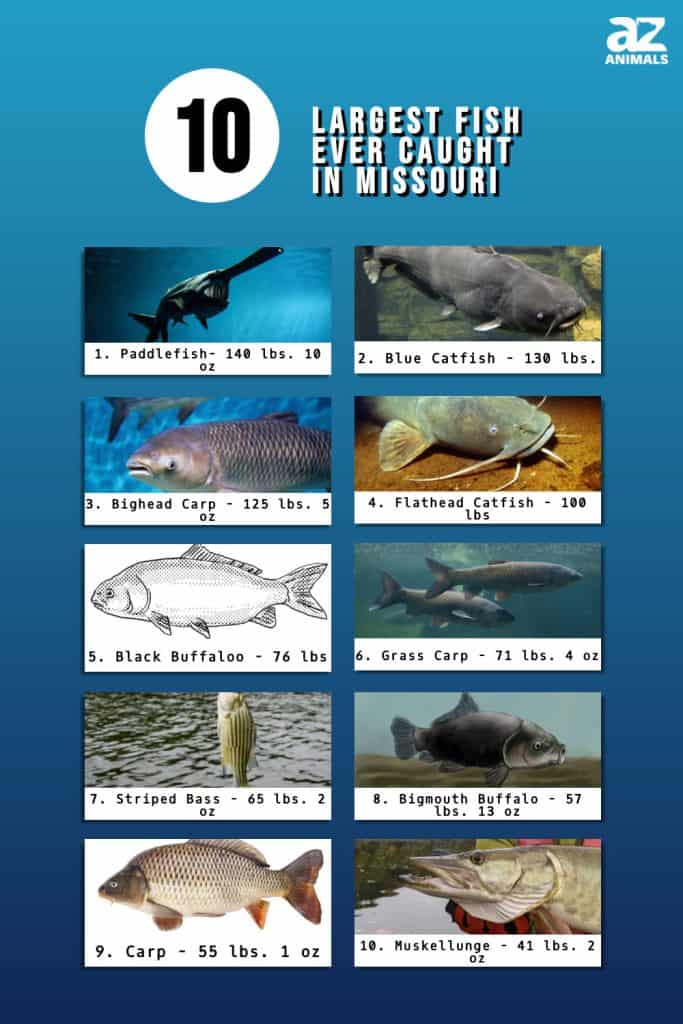 10 Largest Fish Ever Caught in Missouri