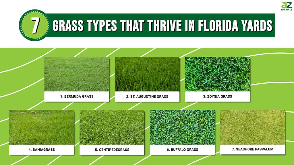 7 Types of Grass That Thrive in Florida Yards