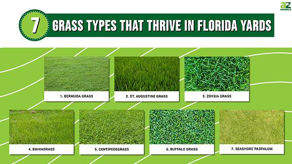 7 Grass Types That Thrive in Florida Yards - A-Z Animals