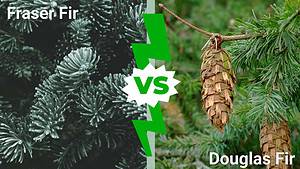 Fraser Fir vs. Douglas Fir: 8 Key Differences Picture
