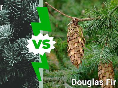 A Fraser Fir vs. Douglas Fir: 8 Key Differences
