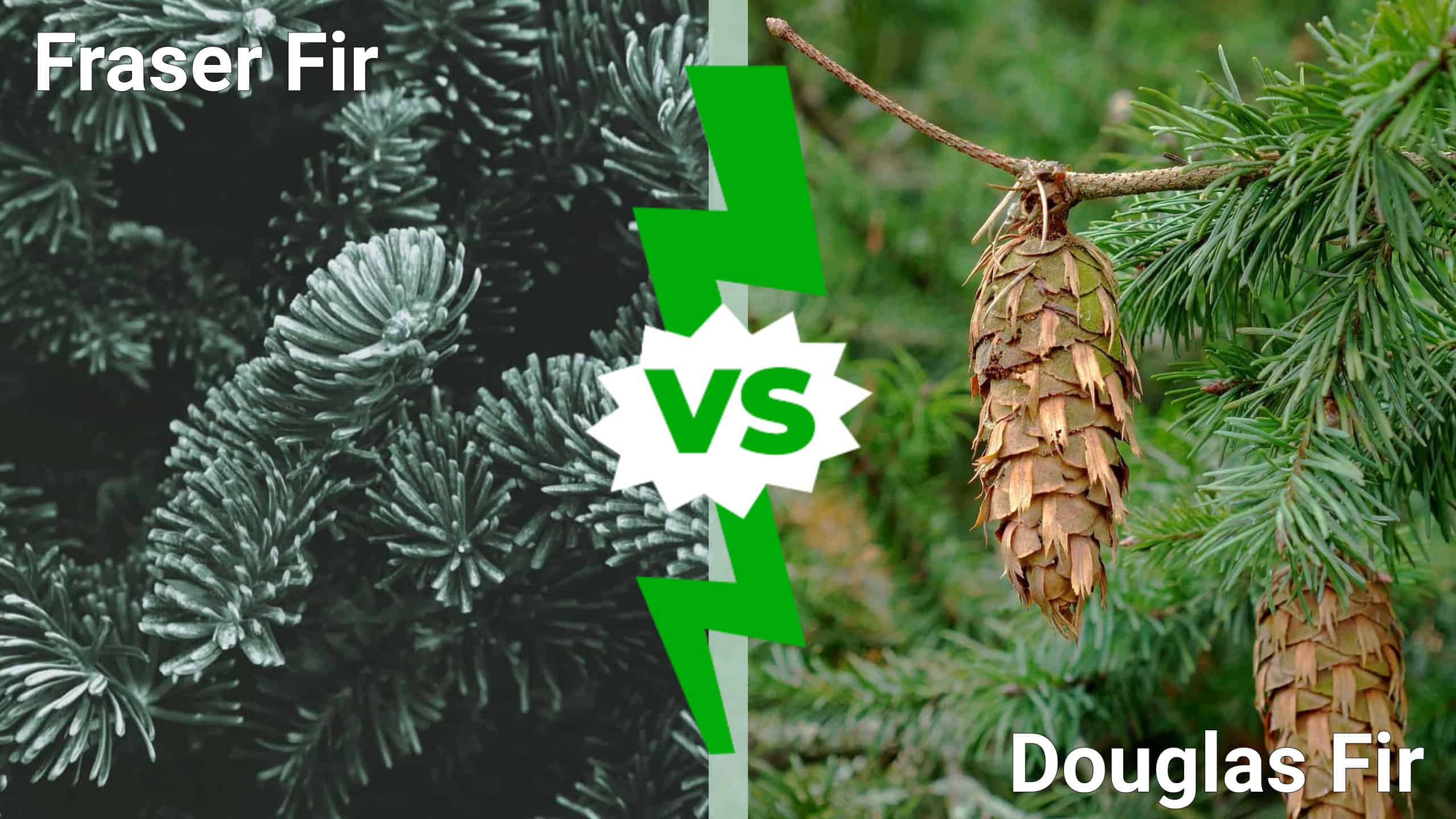 Fraser Fir vs. Douglas Fir: 8 Key Differences