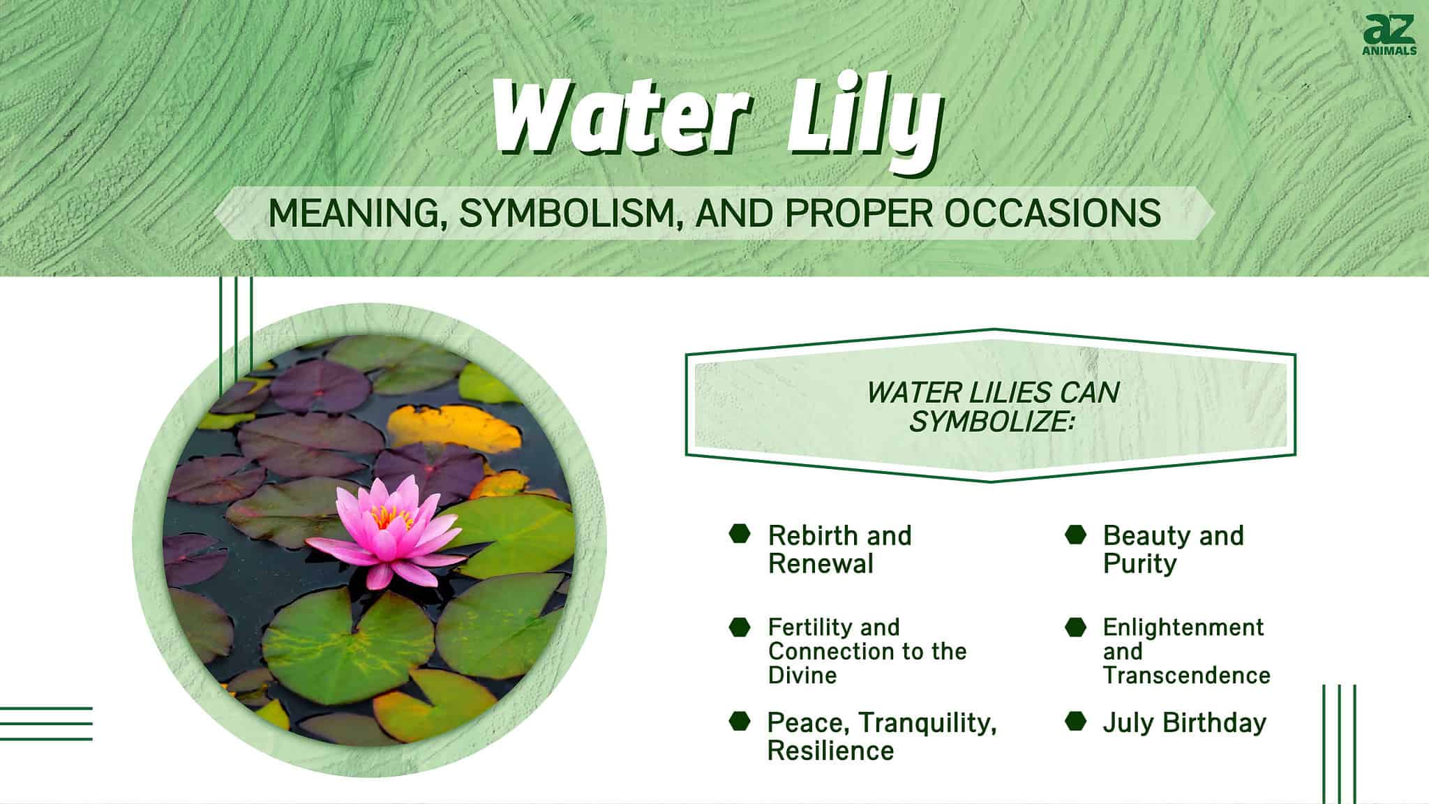 water-lily-flower-meaning-symbolism-essential-guide-2022