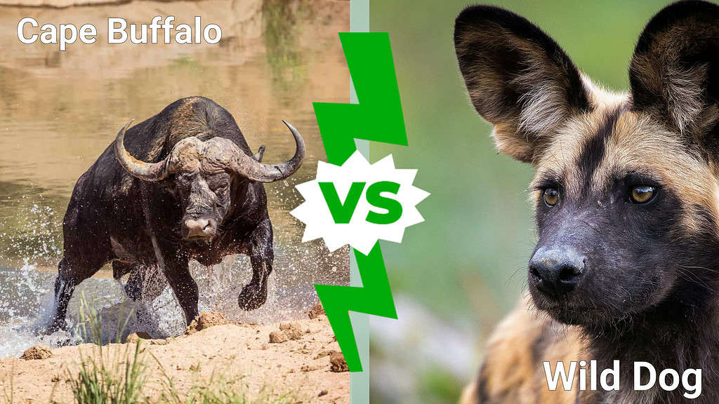 cape buffalo vs. wild dog