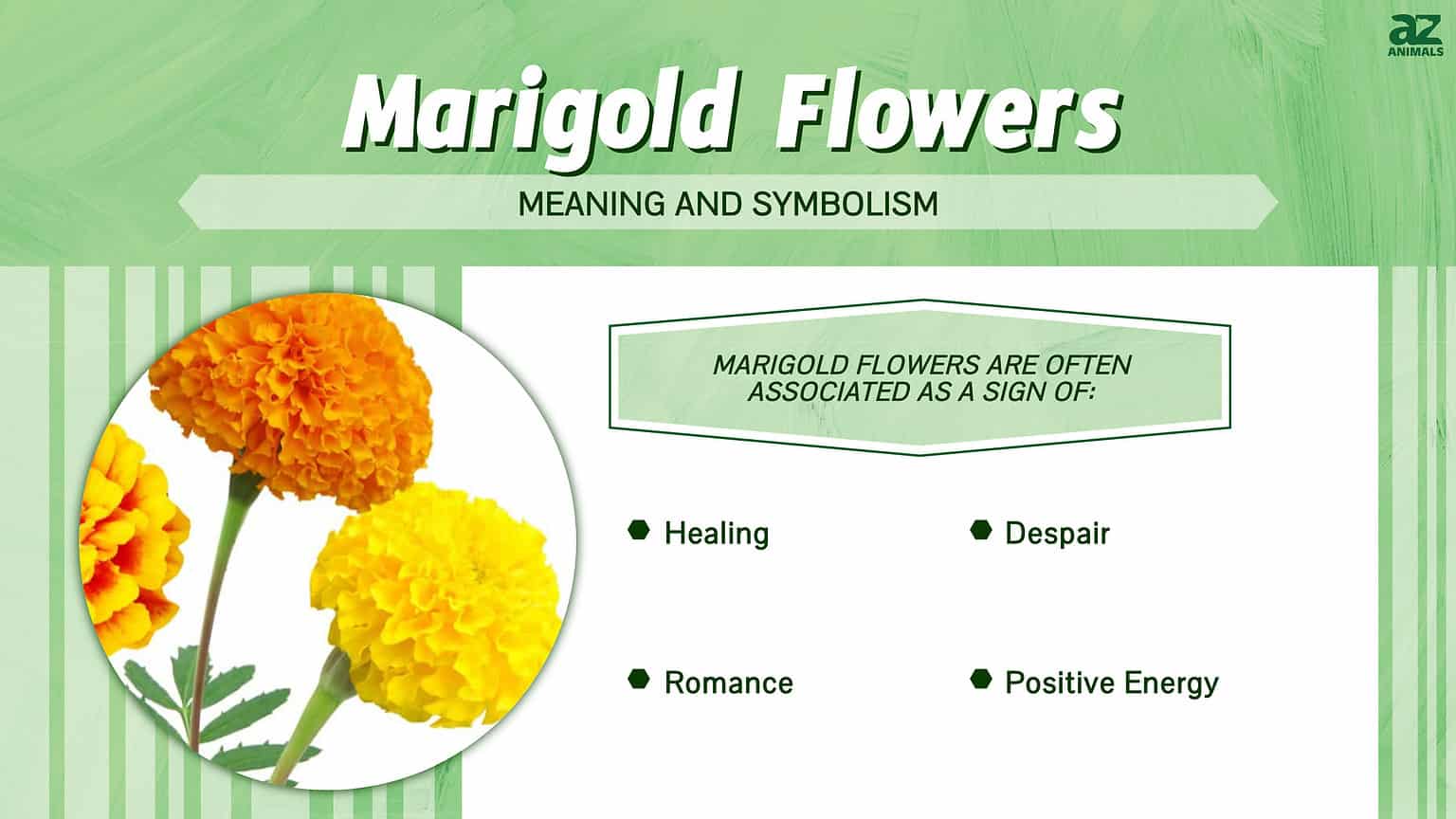 Marigold Flowers Meaning, Symbolism, and Proper Occasions AZ Animals