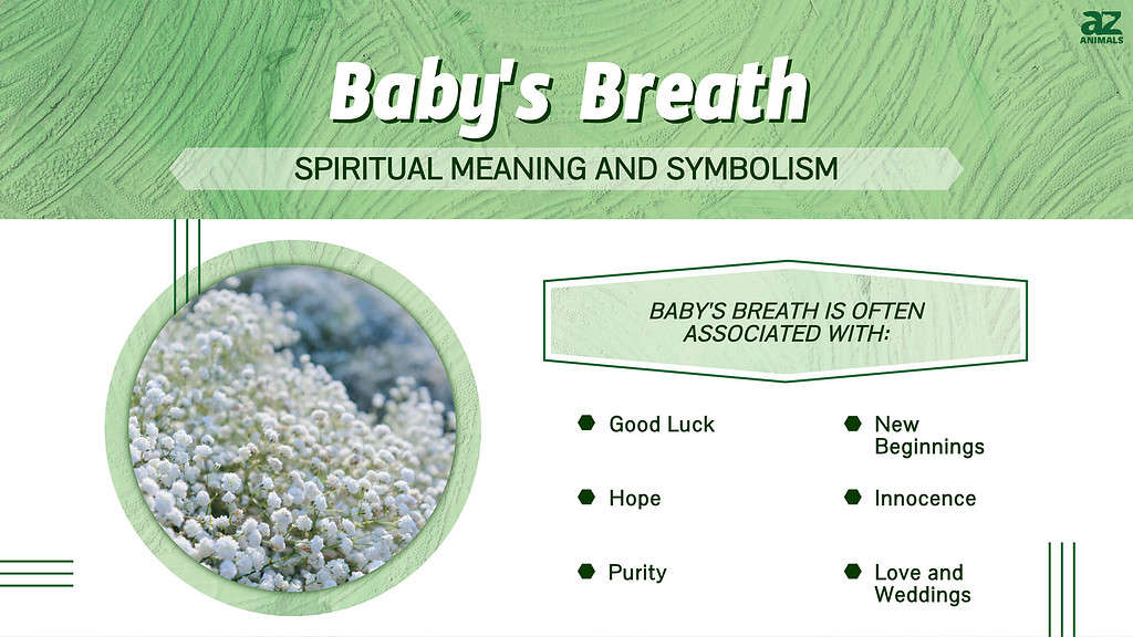 The Meaning of Baby's Breath Flowers • The Breath of Innocence
