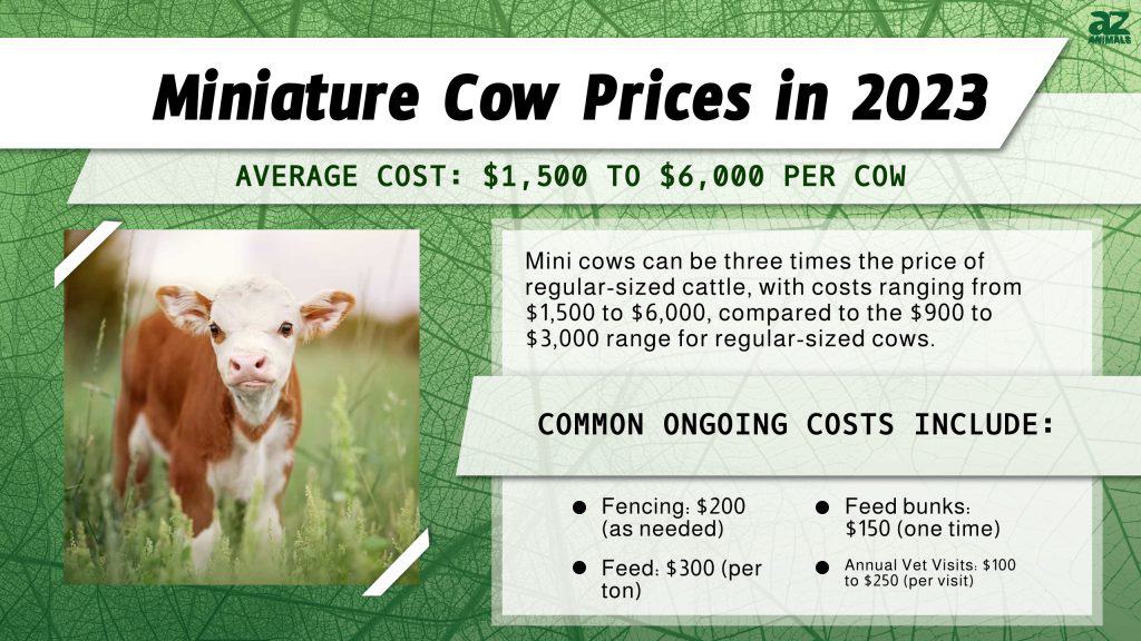 Miniature Cow Prices 2024 Purchase Cost, Food Budget, and More! AZ