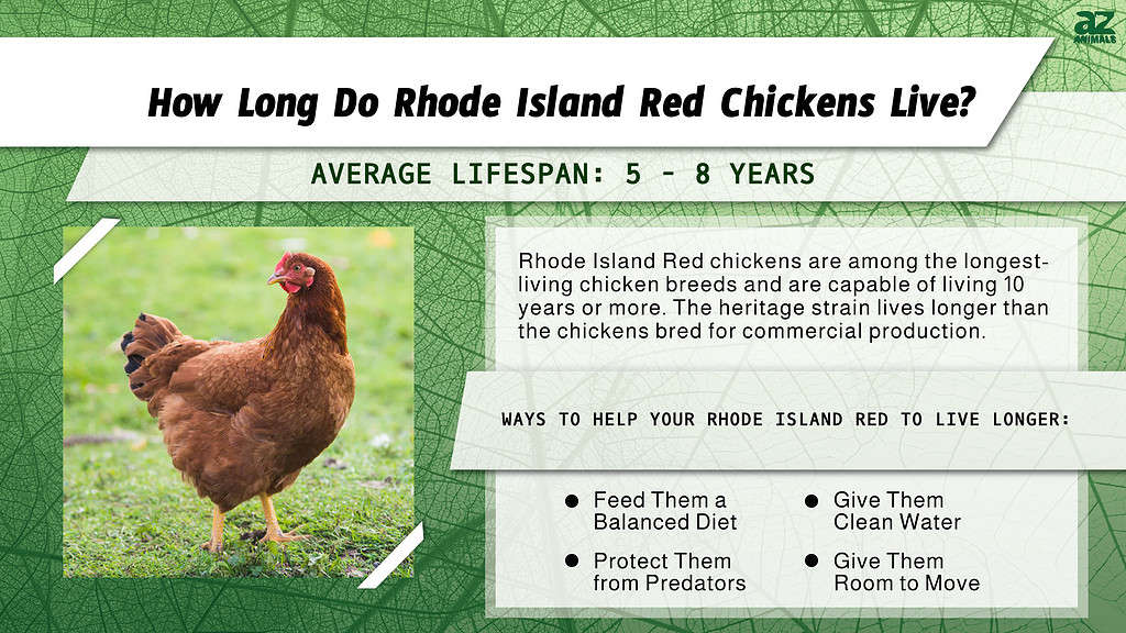 Rhode Island Red chickens live, on average, 5 - 8 years.