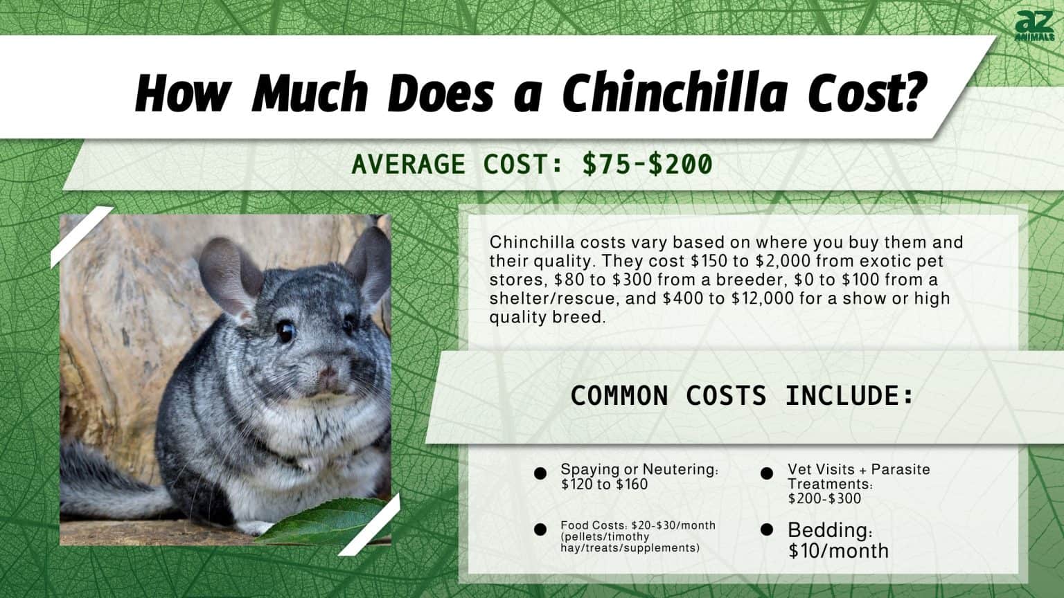 Chinchilla Costs in 2024 Purchase Supplies, Food, and More!