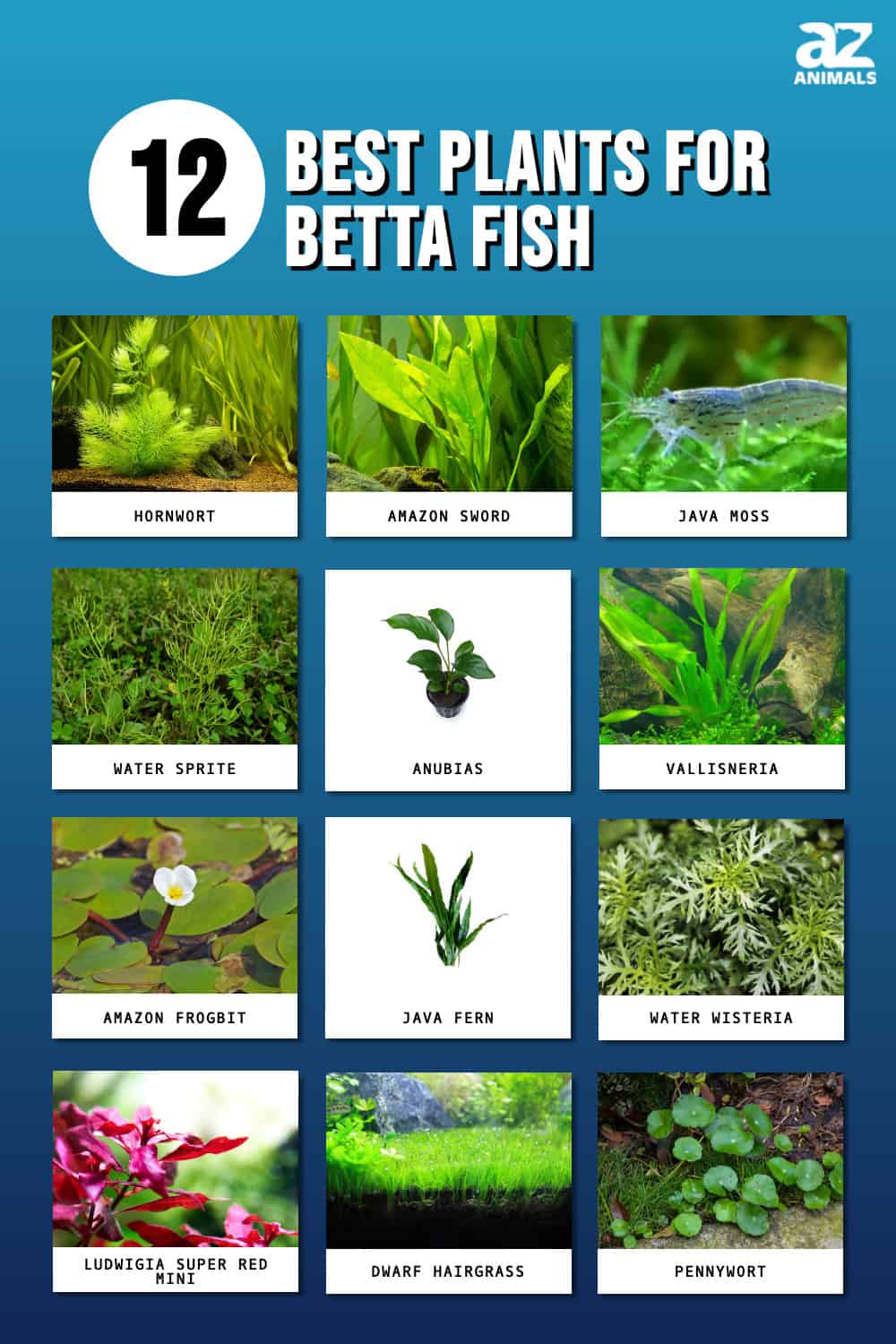 The Top 12 Best Plants for Betta Fish AZ Animals