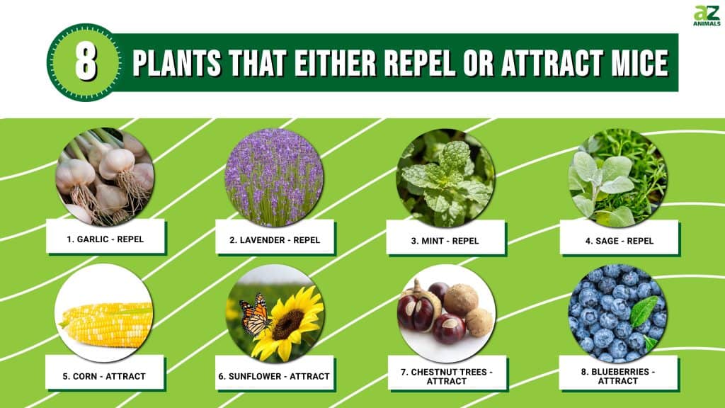 8 Plants That Either Repel or Attract Mice