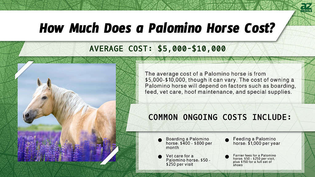 Palomino Horse Prices in 2024 Purchase Cost, Supplies, Food, and More