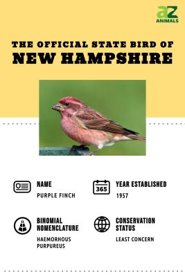 Discover the Official State Bird of New Hampshire - A-Z Animals