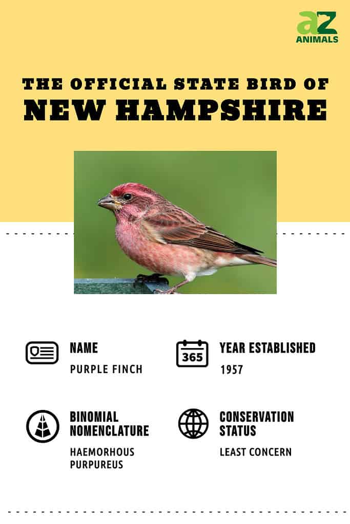 The State Bird of New Hampshire is the Purple Finch.