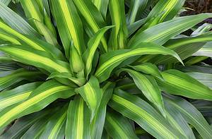 8 Types of Dracaena and How They Are Different Picture