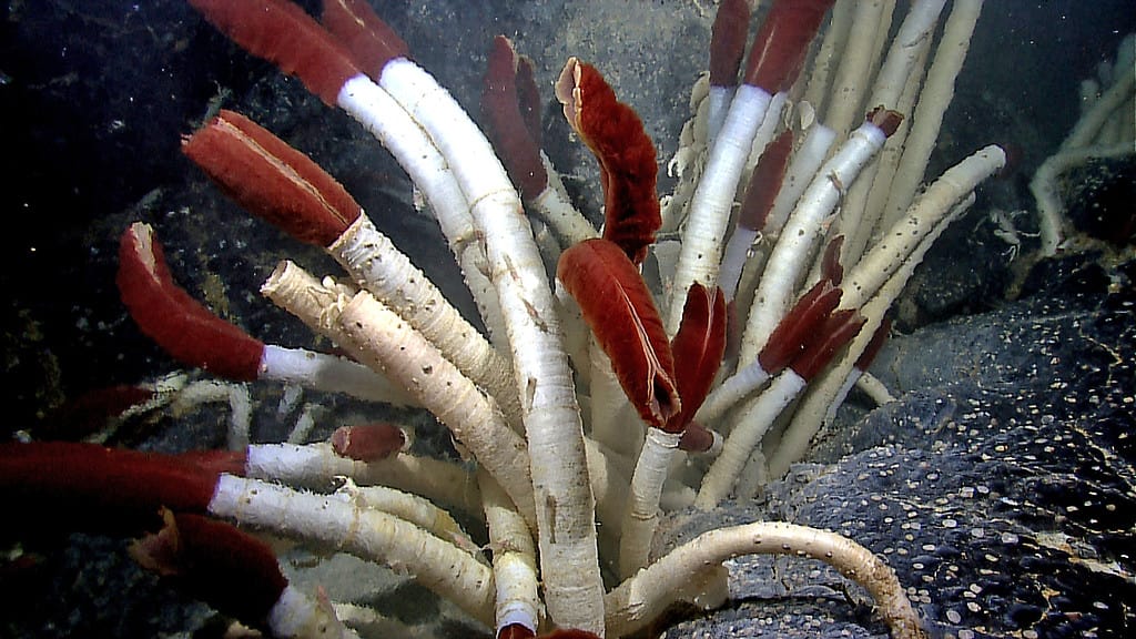 Giant tube worms inhabit the areas around hydrothermal vents.