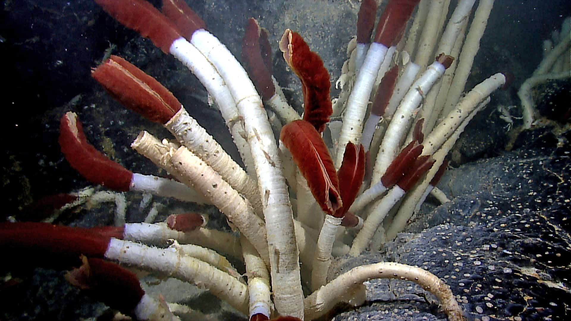 Giant tube worms (Riftia pachyptila) live at extreme depths in the ocean. They’re over 6 and a half feet long, and they are found between 6200 and 11,8000 feet below sea level. Hydrothermal vents sustain them in isolated spots along the East Pacific Rise and near the Galapagos Islands.