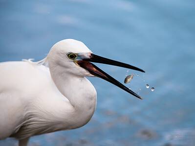 A Egret