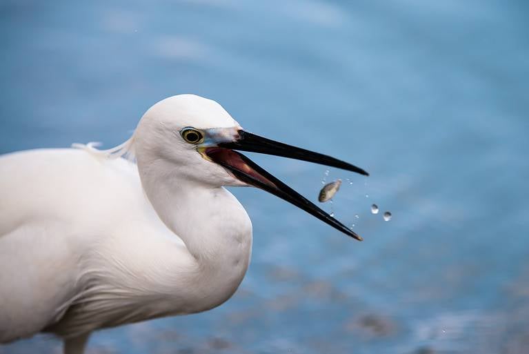 Egret