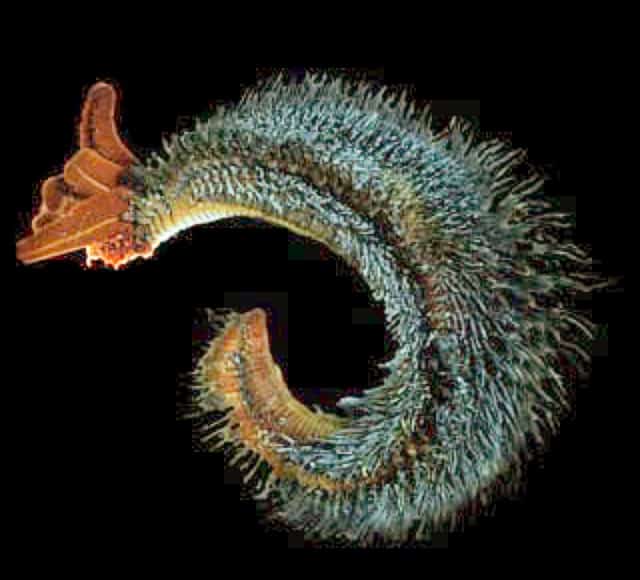 Hydrothermal vents deep in the Pacific Ocean host Pompeii worms.