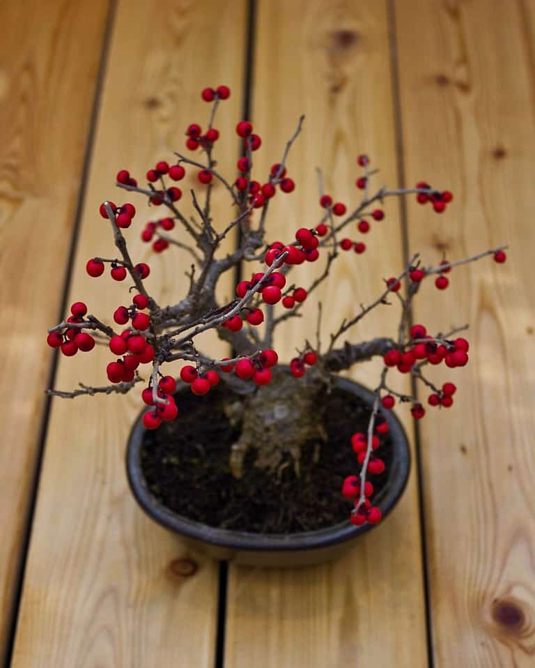 Bonsai Holly berries tree. Red berries of holly bonsai tree. Photo of beautiful autumn bonsai holly tree with red berries without leaves. Little plant with red ripe fruits in pot. Japanese garden