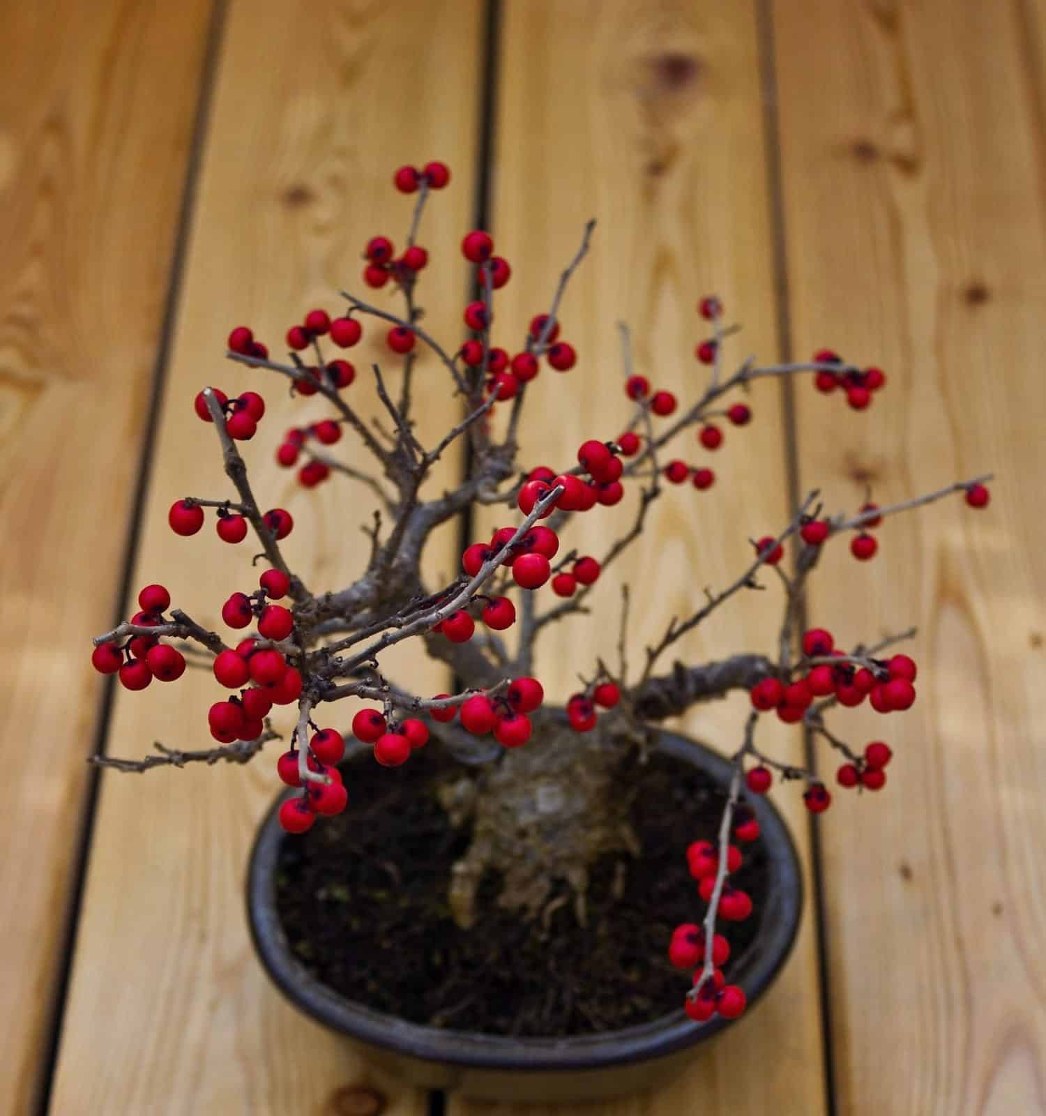 Bonsai Holly berries tree. Red berries of holly bonsai tree. Photo of beautiful autumn bonsai holly tree with red berries without leaves. Little plant with red ripe fruits in pot. Japanese garden
