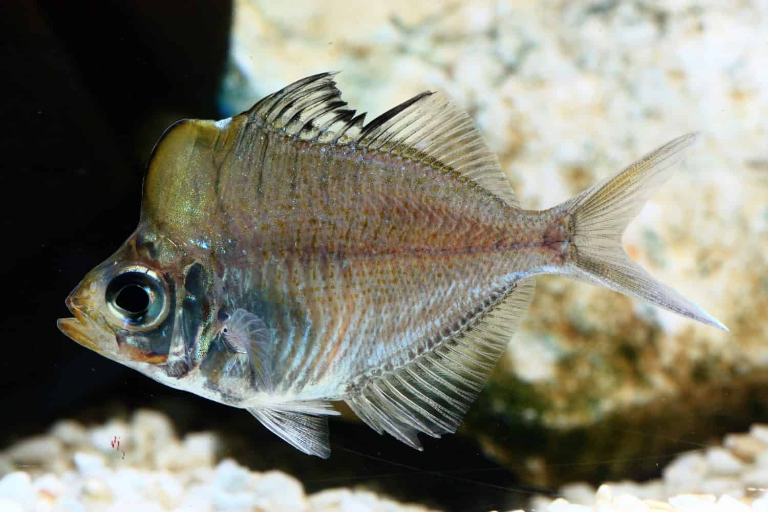 Humpheaded glassfish
