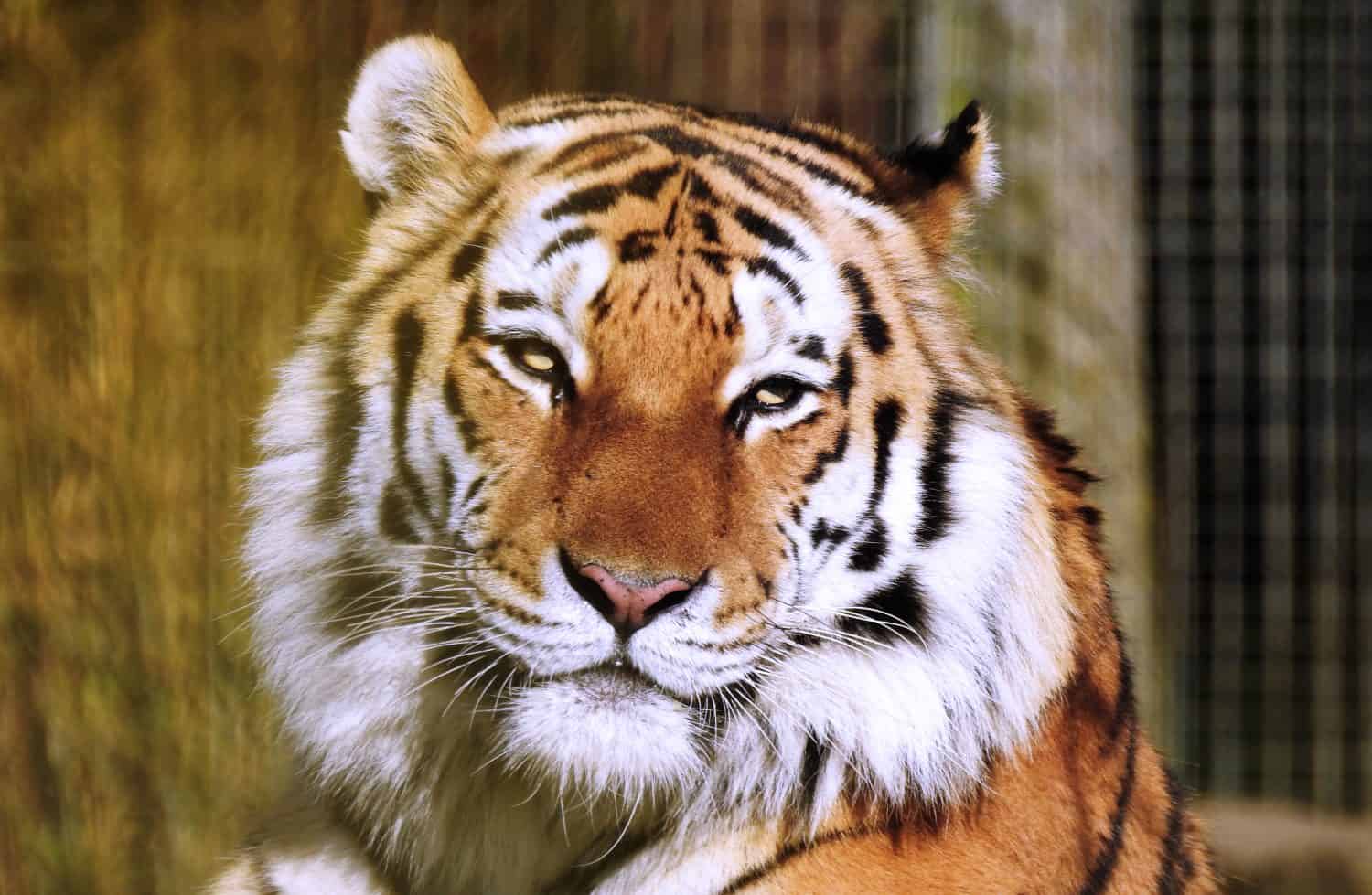Tiger /Panthera Tigris Altaica Head and Face