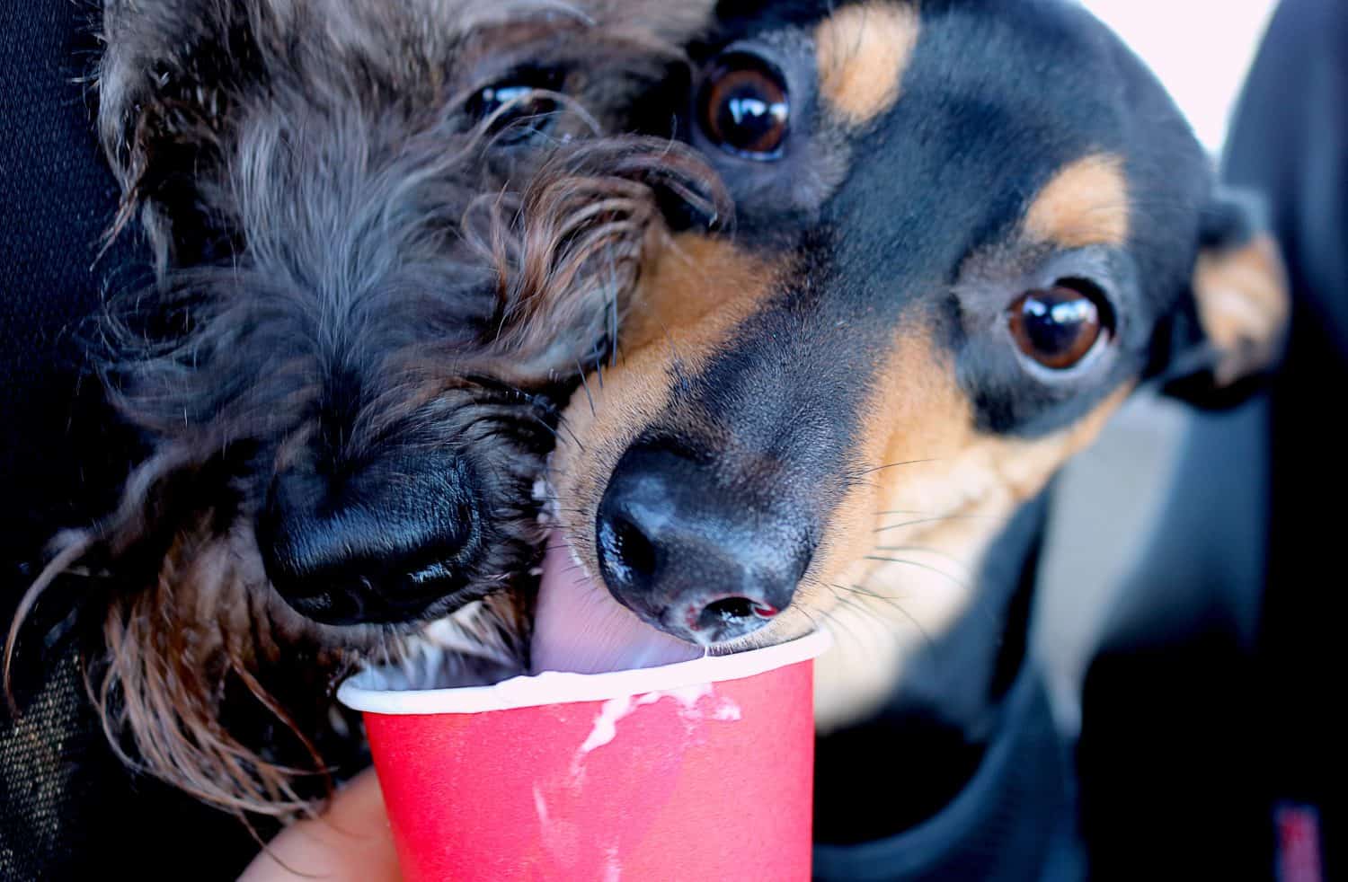 Schnauzer and Jack Russel Terrier Licking Whipped Cream out of a Red Cup; happy and sharing a treat together; teamwork