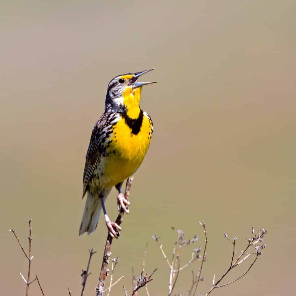 Western Meadowlark in Song