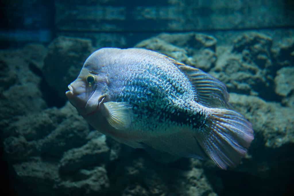 16 Amazing Fish with Big Foreheads (Must-See Photos!) - A-Z Animals