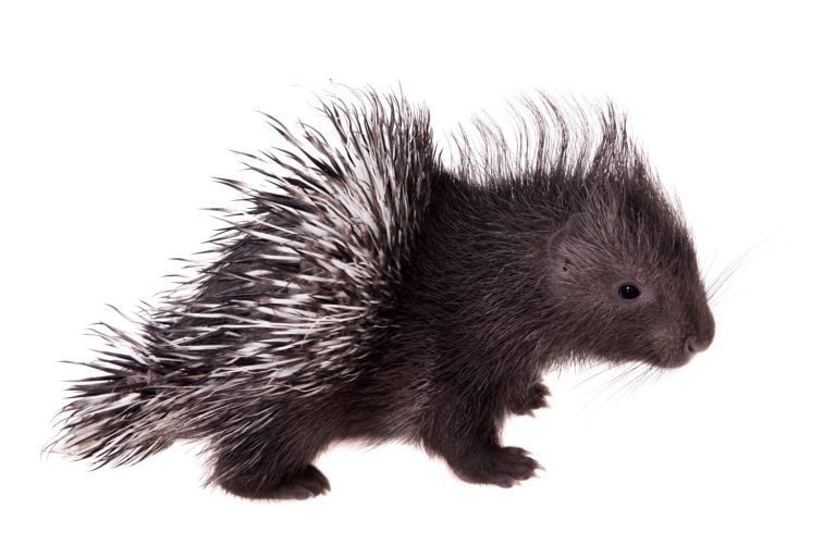 Indian crested Porcupine baby on white