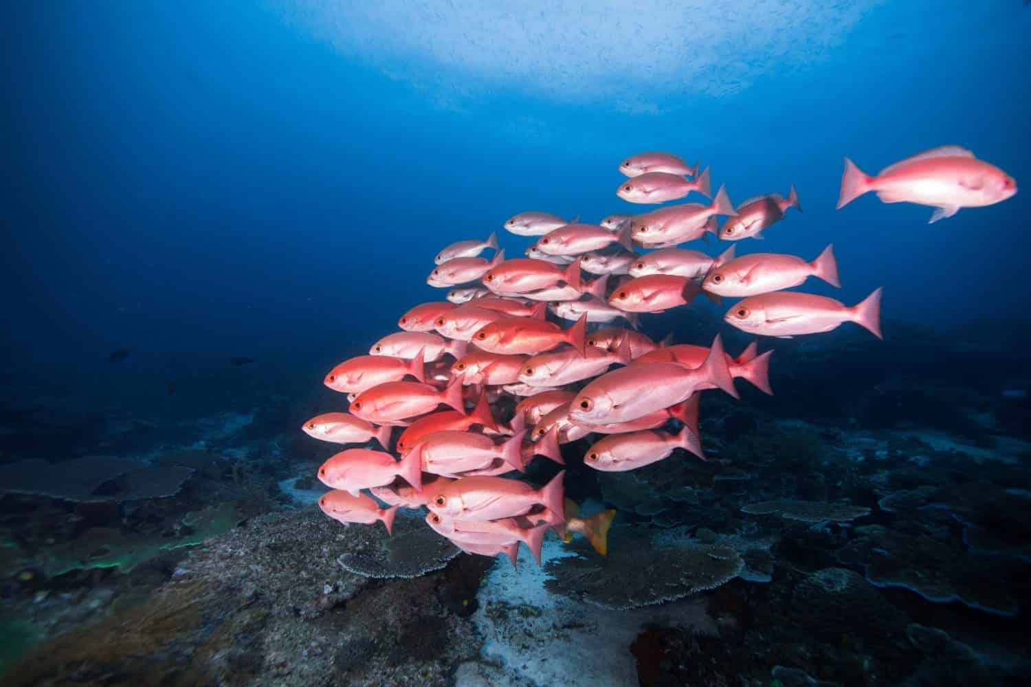 Bigeyed red snapper family is wondering around in the morning