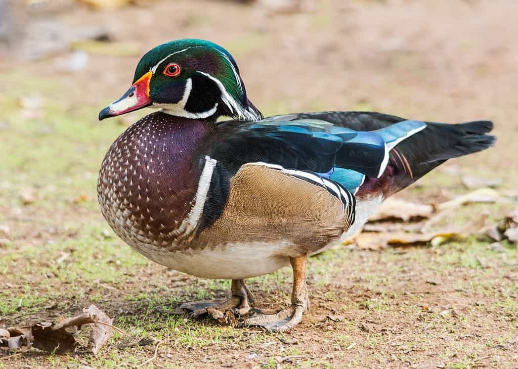 Male wood duck standing on the ground