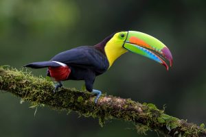 Discover 17 Birds With Beautiful Multicolor Beaks Picture