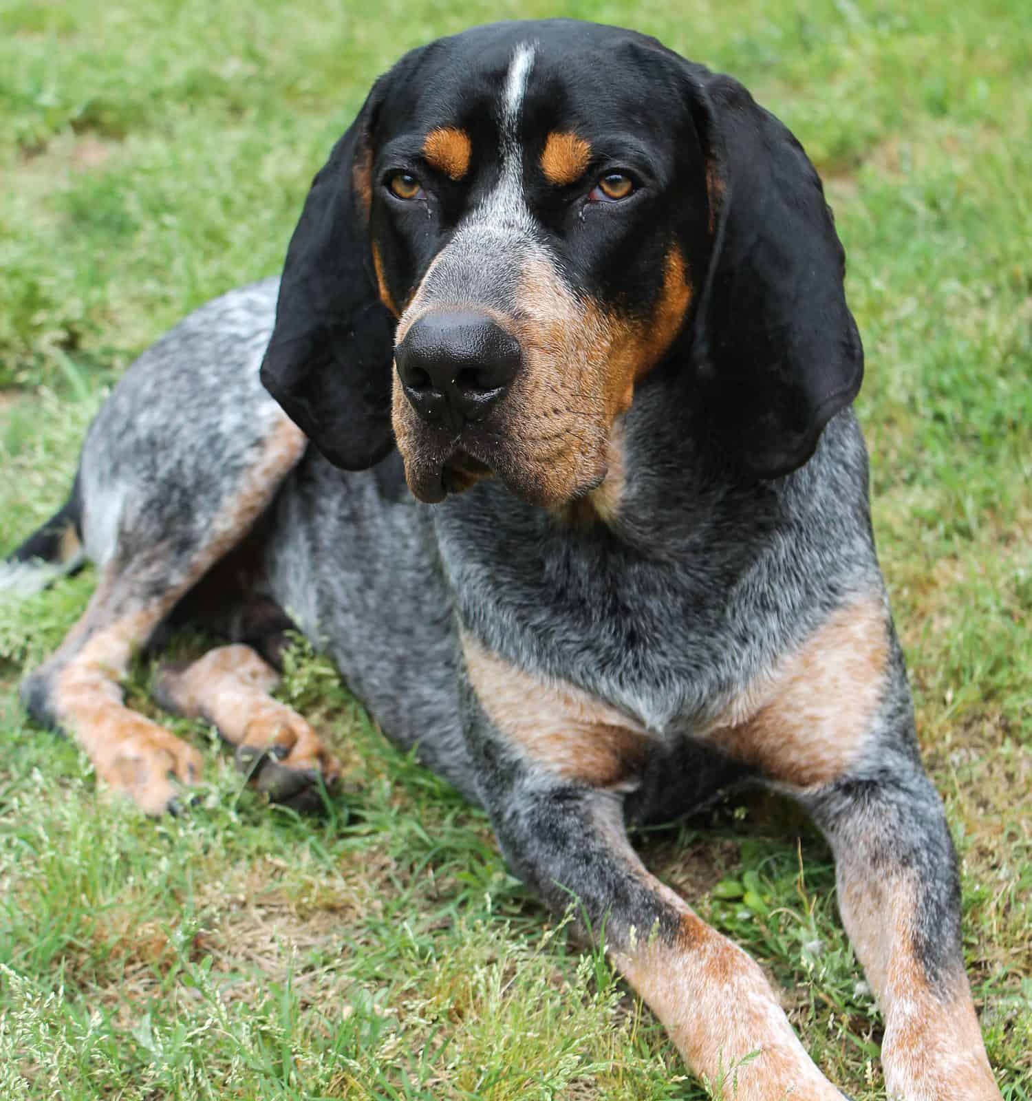 Bluetick Coonhound laying in the grass.
