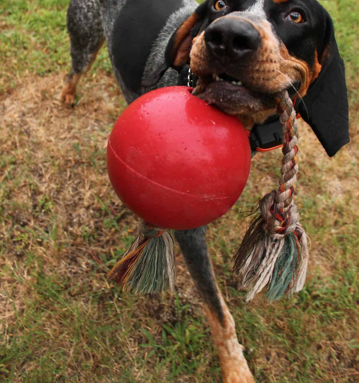 Bluetick Coonhound playing with toy.