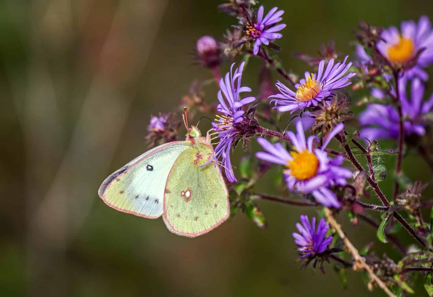 Pink Edged Sulfur Butterfly