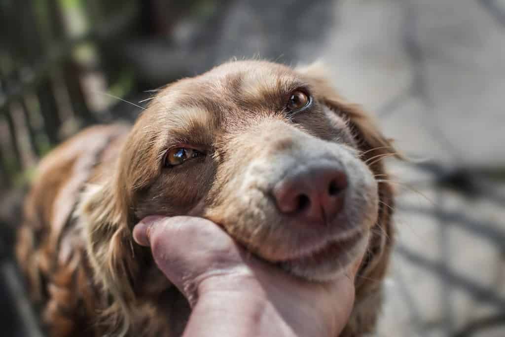 Close-up portrait of cute muzzle dog lying in person's or owner palm or hand on old village yard with wooden fence background.