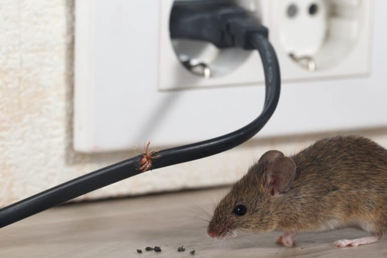 Why Do Mice Chew Wires? AZ Animals